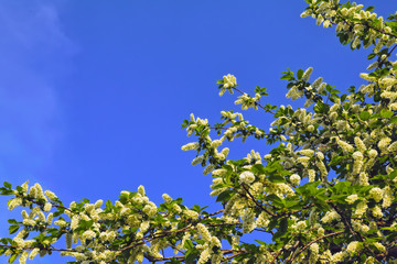 Blooming branches of the apple tree on the background of the blue sky soft focus.