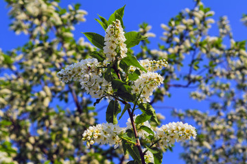 Blooming branches of the apple tree on the background of the blue sky soft focus.