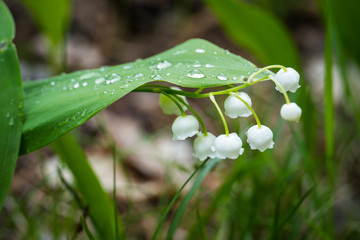 Lily of the valley in the forest. Closeup of lily of the valley in the forest