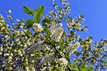 Blooming branches of the apple tree on the background of the blue sky soft focus.