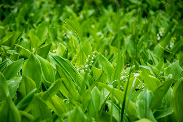 Lily of the valley in the forest. Closeup of lily of the valley in the forest