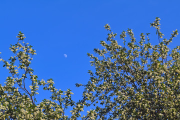 Blooming branches of the apple tree on the background of the blue sky soft focus.