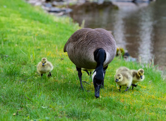 Little fuzzy Canada Goose chicks take a lesson from mom.
