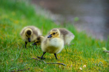 Little downy Canada Goose goslings learning how to feed.