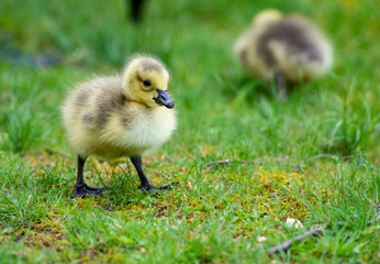 Little downy Canada Goose goslings learning how to feed.