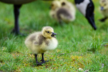 Little downy Canada Goose goslings learning how to feed.