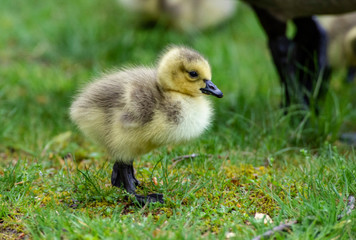 Little downy Canada Goose goslings learning how to feed.