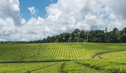 Fototapeta na wymiar tea plantation in north queensland