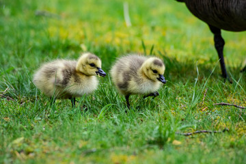 Little downy Canada Goose goslings learning how to feed.