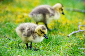 Little downy Canada Goose goslings learning how to feed.