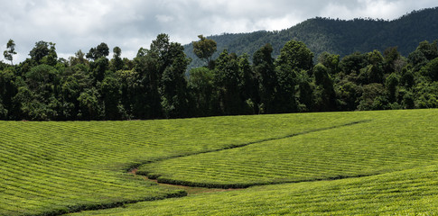 landscape with tea plantation and trees