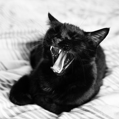 Yawning black tomcat - 267861988