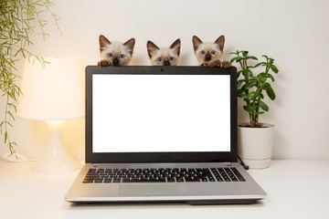 Laptop with blank screen on white table with kittins. Cut cats in home interior. Pats on office...