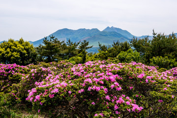 経塚山のミヤマキリシマ