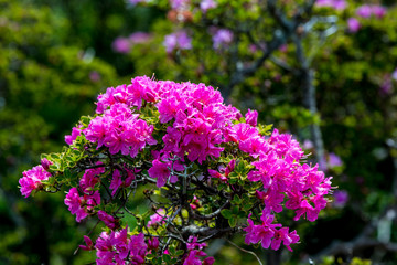 経塚山のミヤマキリシマ