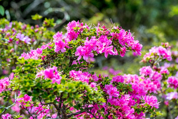 経塚山のミヤマキリシマ