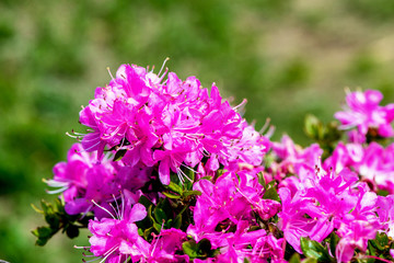 経塚山のミヤマキリシマ