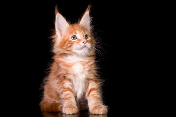 Adorable cute maine coon kitten on black background in studio, isolated.