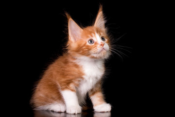 Adorable cute maine coon kitten on black background in studio, isolated.