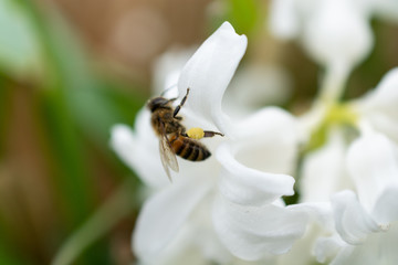 pollen