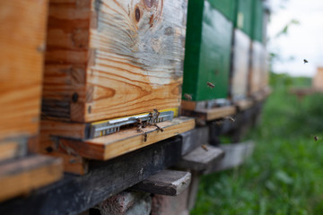 Fototapeta na wymiar Bees collect honey in nature and enter hives