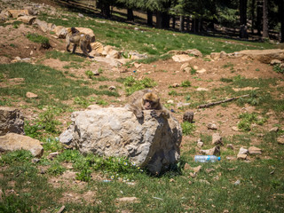 Macaca Sylvanus Berber Monkeys in Morocco