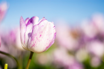 Light Purple and White Tulip Flower with blurred blue sky purple green background horizontal