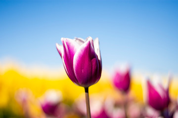 Purple and white Tulip Flower with blurred blue sky, yellow, purple, white, and green background horizontal 6