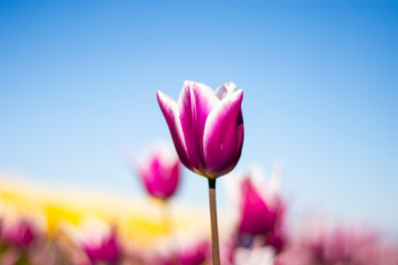 Purple and white Tulip Flower with blurred blue sky, yellow, purple, white, and green background horizontal 2