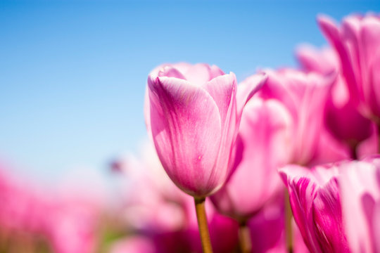 Pink Tulip Flowers with blue sky and blurred pink and green background horizontal