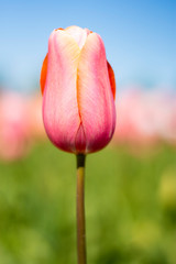 Pink tulip flower with pink, green, and blue sky blurred background