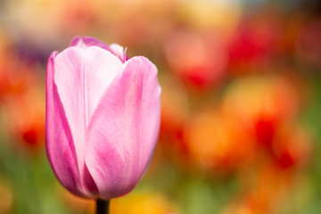 Pink tulip flower with orange and green blurred background