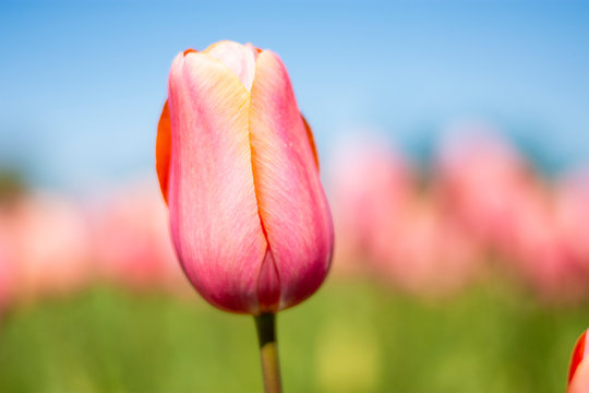 Pink and Orange Tulip with blurred pink, green, and blue sky background