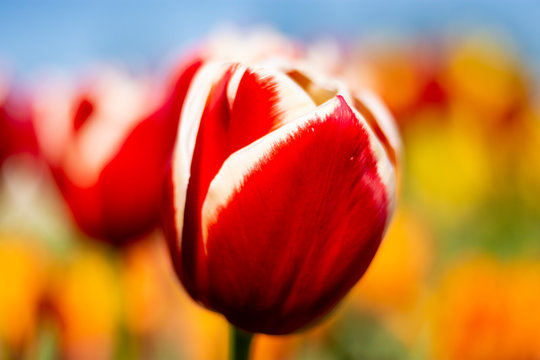 Red and white tulip flower with orange, green, and blue blurred background