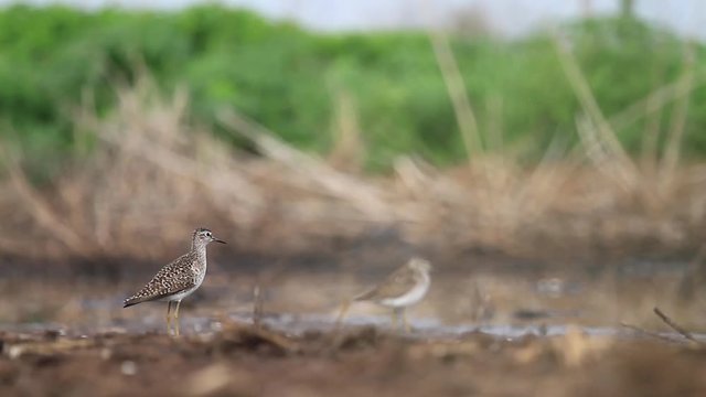 sandpiper gives voice standing in the swamp