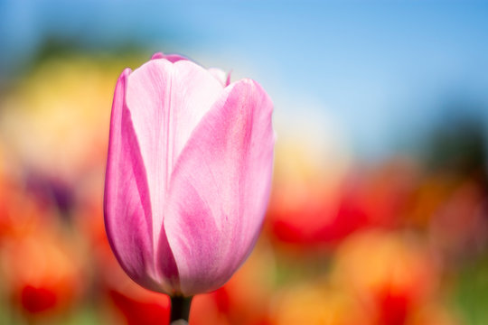 Pink Tulip Flower with red, orange, yellow, blue, green blurred background horizontal