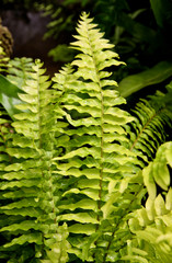 Tiger Fern