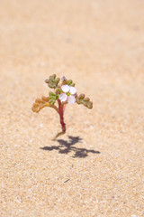 Small flower in a desert.