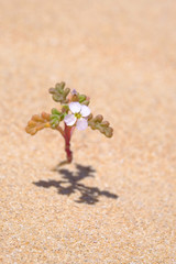 Shrub in a desert.