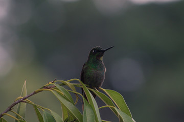 A hummingbird sitting on a tree