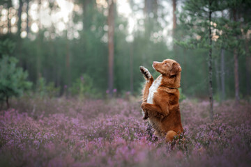 dog in heather colors. walk with a pet in the forest. Nova Scotia Duck Tolling Retriever Dog in lilac colors - obrazy, fototapety, plakaty