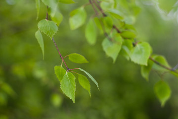 Close up of natural green leaves. Beautiful tree background