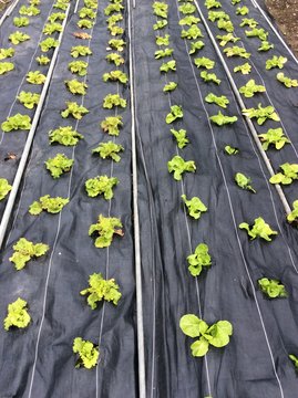 Salatbeet