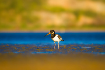Shore bird. Colorful nature background. Bird: Eurasian Oystercatcher Haematopus ostralegus.