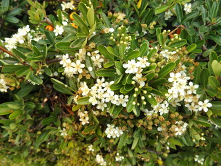 Arbusto florido fue tomada en un jardín, lo hice para resaltar la belleza de la naturaleza en...