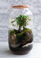 Small decoration plants in a glass bottle/garden terrarium bottle/ forest in a jar. Terrarium jar with piece of forest with self ecosystem. Save the earth concept. Bonsai