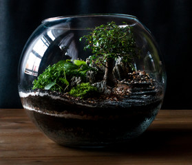 Small decoration plants in a glass bottle/garden terrarium bottle/ forest in a jar. Terrarium jar with piece of forest with self ecosystem. Save the earth concept. Bonsai