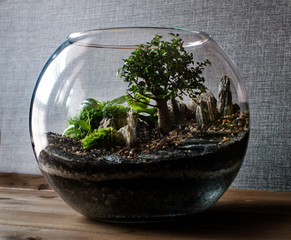 Small decoration plants in a glass bottle/garden terrarium bottle/ forest in a jar. Terrarium jar with piece of forest with self ecosystem. Save the earth concept. Bonsai