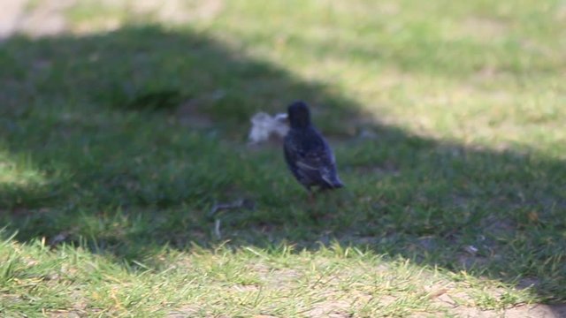 starling runs on the ground and collects material for the nest