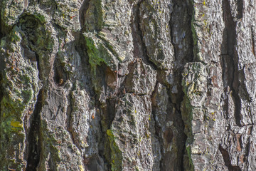 Close-up detail of bark on the trunk of a pine tree